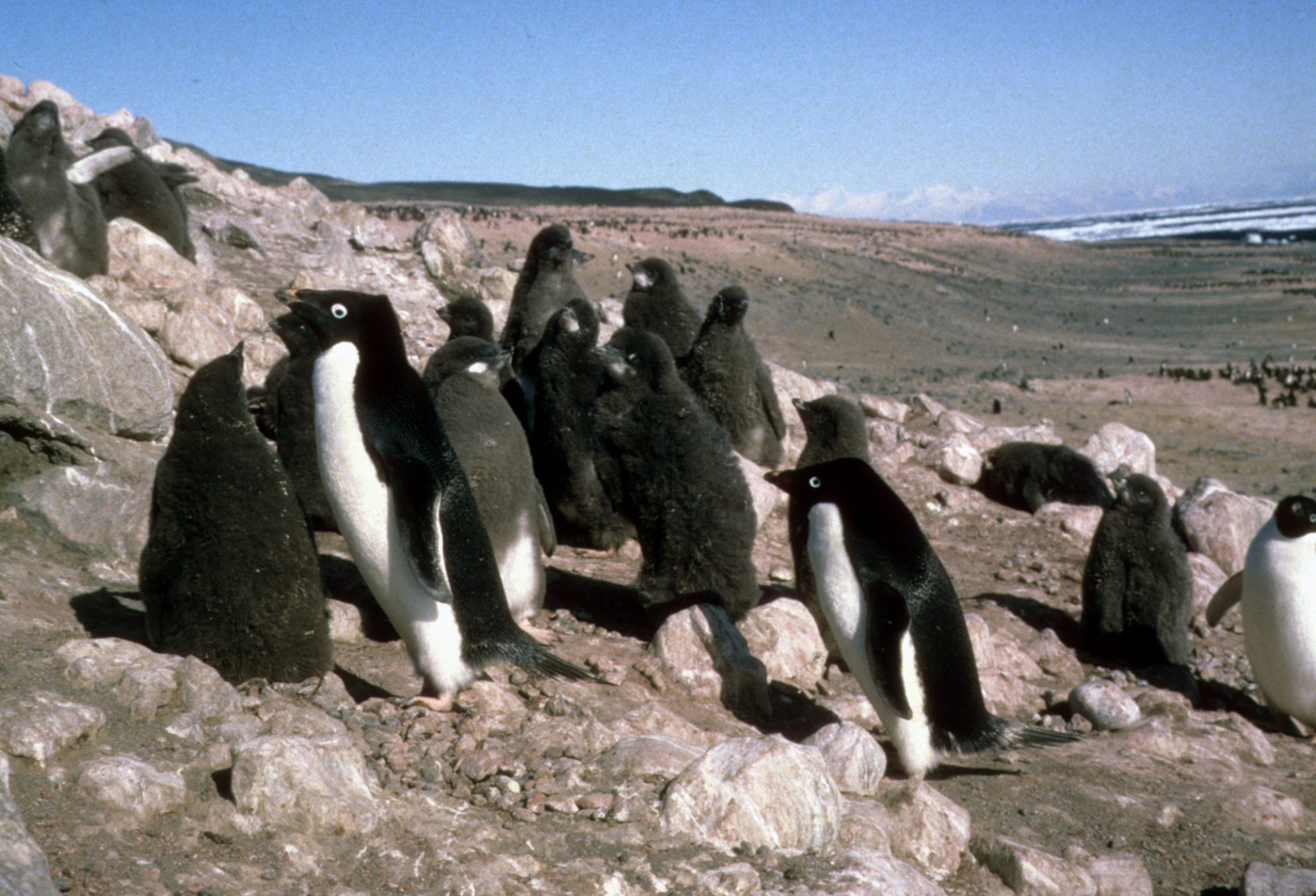 Wide eyed Adelie penguins
